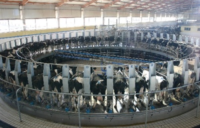 组图:内蒙古乳品生产逐渐恢复正常